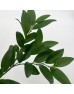 Evergreen Leaf (Imported) - (Per Bundle) Evergreen Leaf (Imported) - (Per Bundle)