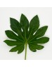 Fatsia (Local) - (10 Stems)