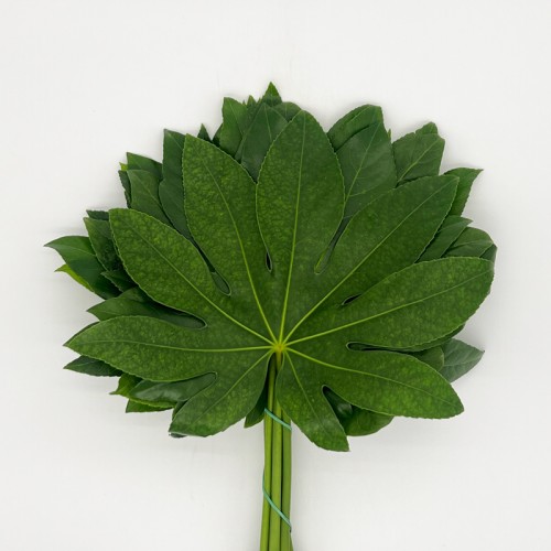 Fatsia (Local) - (10 Stems)