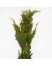 Fern Spray Gold (Imported) - (Per Bundle) Fern Spray Gold (Imported) - (Per Bundle)
