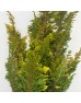 Fern Spray Gold (Imported) - (Per Bundle) Fern Spray Gold (Imported) - (Per Bundle)