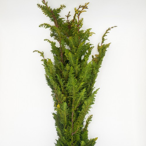 Fern Spray Gold (Imported) - (Per Bundle) Fern Spray Gold (Imported) - (Per Bundle)