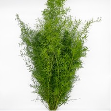 Asparagus Virgatus (Imported) - (Per Bundle)