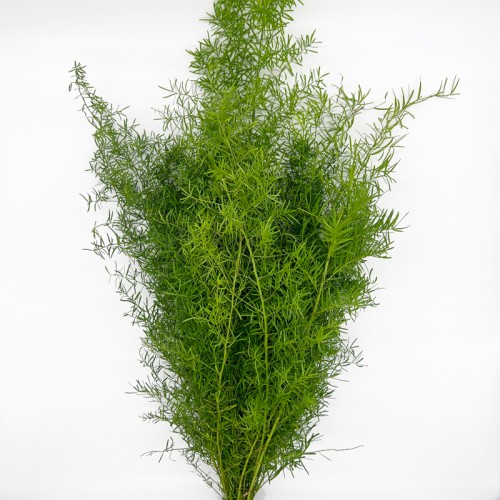 Asparagus Virgatus (Imported) - (Per Bundle) Asparagus Virgatus (Imported) - (Per Bundle)