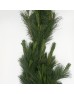 Five Leaf Pine (Imported) - (Per Bundle) Five Leaf Pine (Imported) - (Per Bundle)