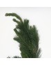 Five Leaf Pine (Imported) - (Per Bundle) Five Leaf Pine (Imported) - (Per Bundle)