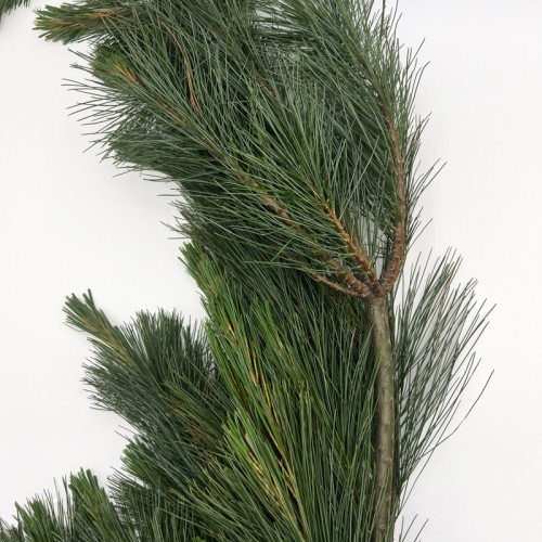 Five Leaf Pine (Imported) - (Per Bundle) Five Leaf Pine (Imported) - (Per Bundle)