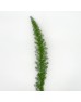 Fox Tail Leaf (Local) - (10 Stems)