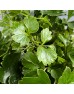 Green Tea Leaf (Local) - (Per Bundle)