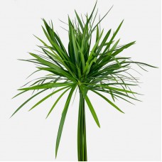 Helicopter Leaf (Local) - (10 Stems)