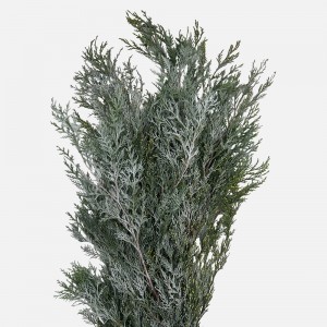 Hinoki Silver Lining (Imported) - (Per Bundle) Hinoki Silver Lining (Imported) - (Per Bundle)