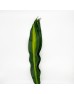 Iron Leaf (Local) -  2 Tone Green Yellow (10 Stems)