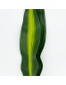 Iron Leaf (Local) -  2 Tone Green Yellow (10 Stems)