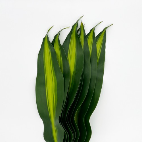 Iron Leaf (Local) -  2 Tone Green Yellow (10 Stems)