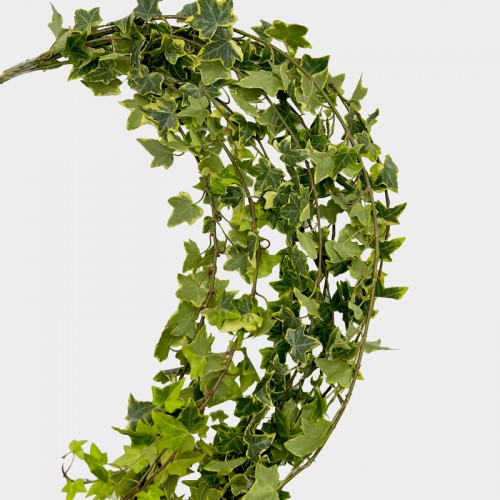 Ivy Leaf (Local) - Two Tone (Per Bundle)