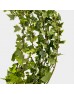 Ivy Leaf (Local) - Two Tone (Per Bundle)