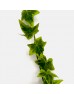 Ivy Leaf (Local) - Two Tone (Per Bundle)