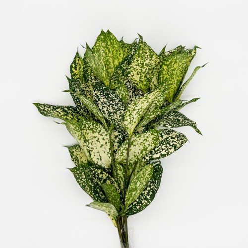 Florida Beauty (Local) - Johor Leaf (Per Bundle)