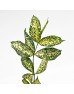 Florida Beauty (Local) - Johor Leaf (Per Bundle)
