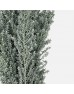 Kochia (Imported) - (Per Bundle) Kochia (Imported) - (Per Bundle)