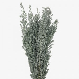 Kochia (Imported) - (Per Bundle) Kochia (Imported) - (Per Bundle)