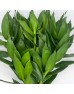 Lotus Bamboo (Local) - (5 Stems)