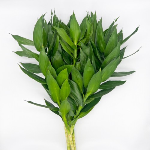 Lotus Bamboo (Local) - (5 Stems)