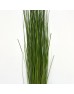 Maiden Grass (Imported) - (Per Bundle) Maiden Grass (Imported) - (Per Bundle)