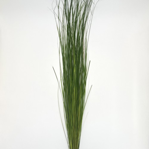 Maiden Grass (Imported) - (Per Bundle) Maiden Grass (Imported) - (Per Bundle)