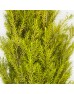 Callistermon Hybridus (Imported) - (Per Bundle) Callistermon Hybridus (Imported) - (Per Bundle)