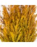 Orange Melaleuca Gold (Imported) - (Per Bundle)