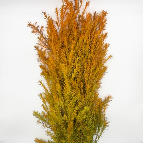 Orange Melaleuca Gold (Imported) - (Per Bundle)