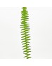 Nephrolepis (Imported) - (Per Bundle) Nephrolepis (Imported) - (Per Bundle)