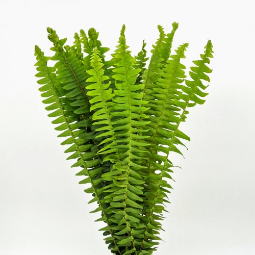 Nephrolepis (Imported) - (Per Bundle) Nephrolepis (Imported) - (Per Bundle)