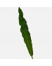 New Renaissance Leaf (Local) - (10 Stems)