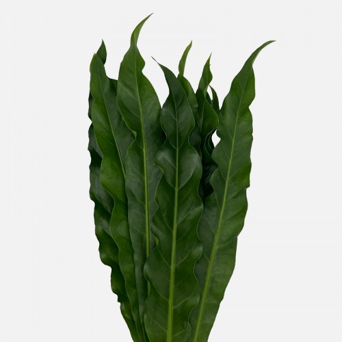 New Renaissance Leaf (Local) - (10 Stems)