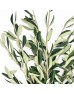 Olive (Imported) - (Per Bundle)