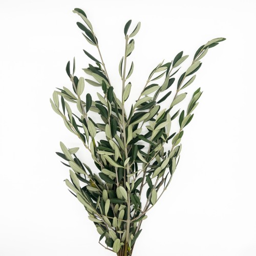 Olive (Imported) - (Per Bundle)