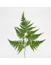 Paku Leaf (Local) - (Per Bundle) Paku Leaf (Local) - (Per Bundle)