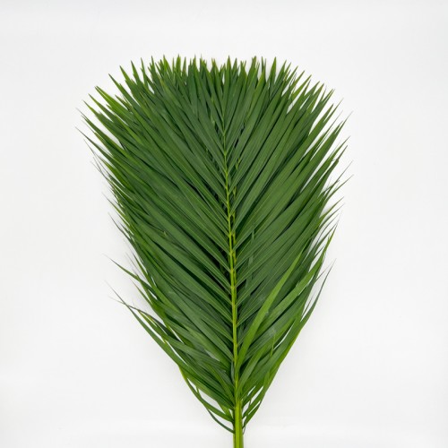 Palm Leaf (Local) - (10 Stems) Palm Leaf (Local) - (10 Stems)