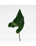 Anthurium Corong (Local) - (Per Bundle)