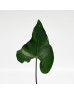 Anthurium Corong (Local) - (Per Bundle)