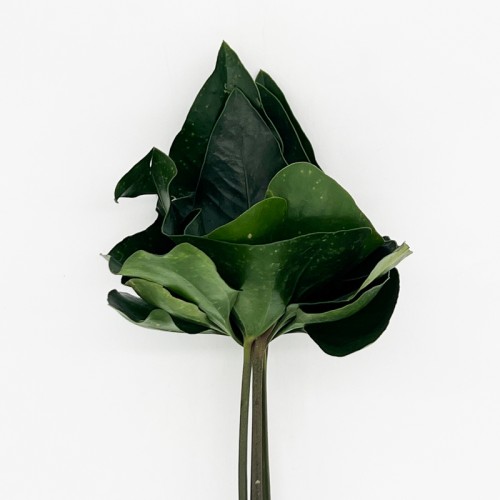 Anthurium Corong (Local) - (Per Bundle)