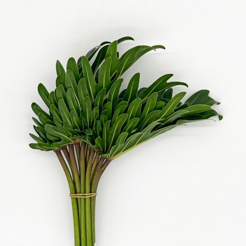 Ph Xanadu (Local) - (10 Stems) Ph Xanadu (Local) - (10 Stems)