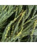 Pineal Leaf (Cryptomeria) (Imported) - (Per Bundle)