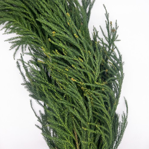 Pineal Leaf (Cryptomeria) (Imported) - (Per Bundle)