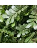 Pistacia (Imported) - (Per Bundle)