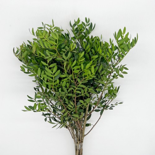 Pistacia Leaf (Imported) - (Per Bunch)
