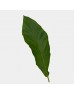 Rain Forest Leaf (Local) - (10 Stems)