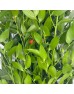 Ruscus Itali (Imported) - (Per Bundle) Ruscus Itali (Imported) - (Per Bundle)